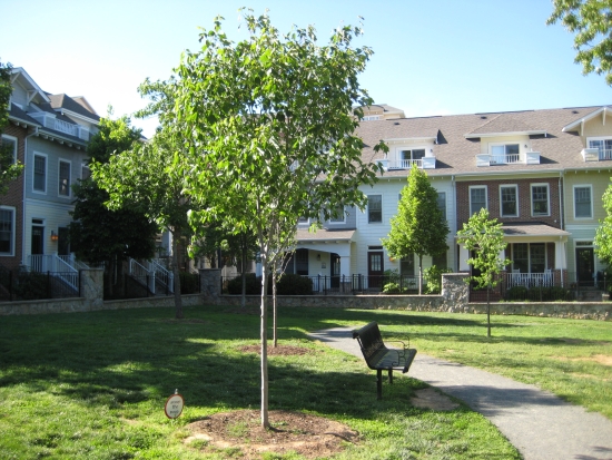 Clarendon: Happily Straddling the Line Between City and Suburb: Figure 2