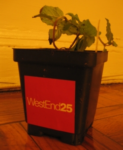 A Report From the West End 25 Opening: Figure 3