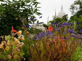 RiverSmart Homes Will (Eventually) Enhance My Garden