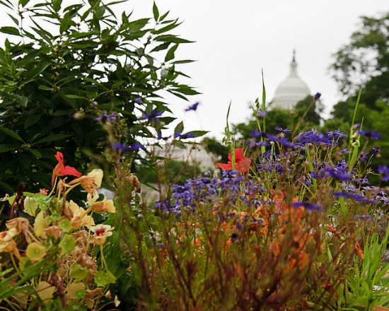 Enhancing Your Garden on DC's Dime: Figure 1