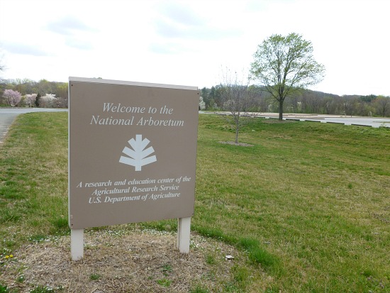 Off The Beaten Turf: The U.S. National Arboretum: Figure 2