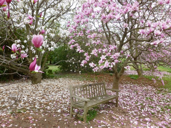 Off The Beaten Turf: The U.S. National Arboretum: Figure 1