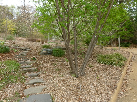 Off The Beaten Turf: The U.S. National Arboretum: Figure 3