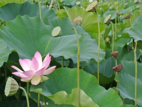 Off the Beaten Turf: Kenilworth Aquatic Gardens