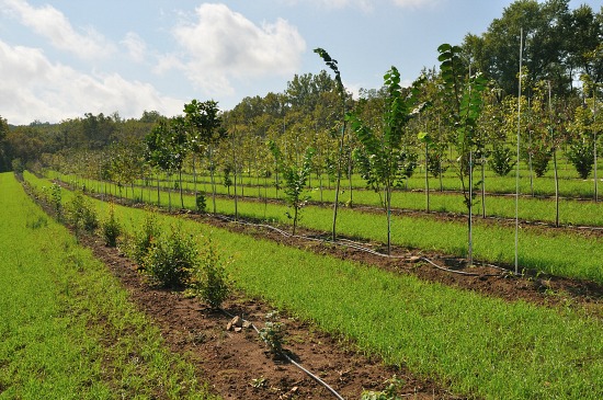 DC Homeowners: Plant a Tree, Save Money Long Term: Figure 1