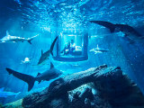 Airbnb’s Latest Offering? A Shark Suite