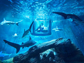 Airbnb's Latest Offering? A Shark Suite