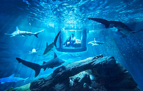 Airbnb's Latest Offering? A Shark Suite: Figure 1