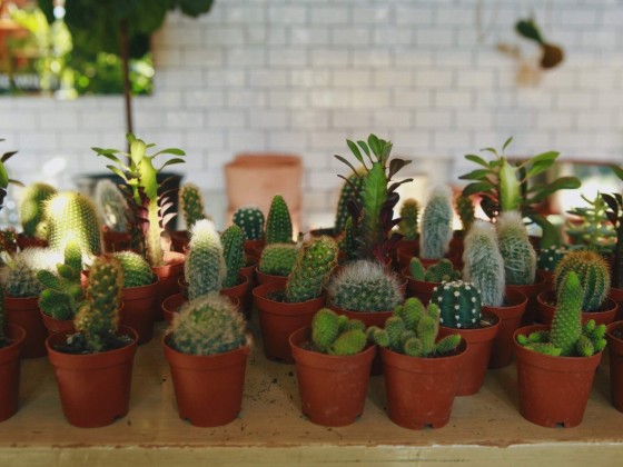 The Latest Novel Residential Amenity in DC: Professional Plant Arrangements