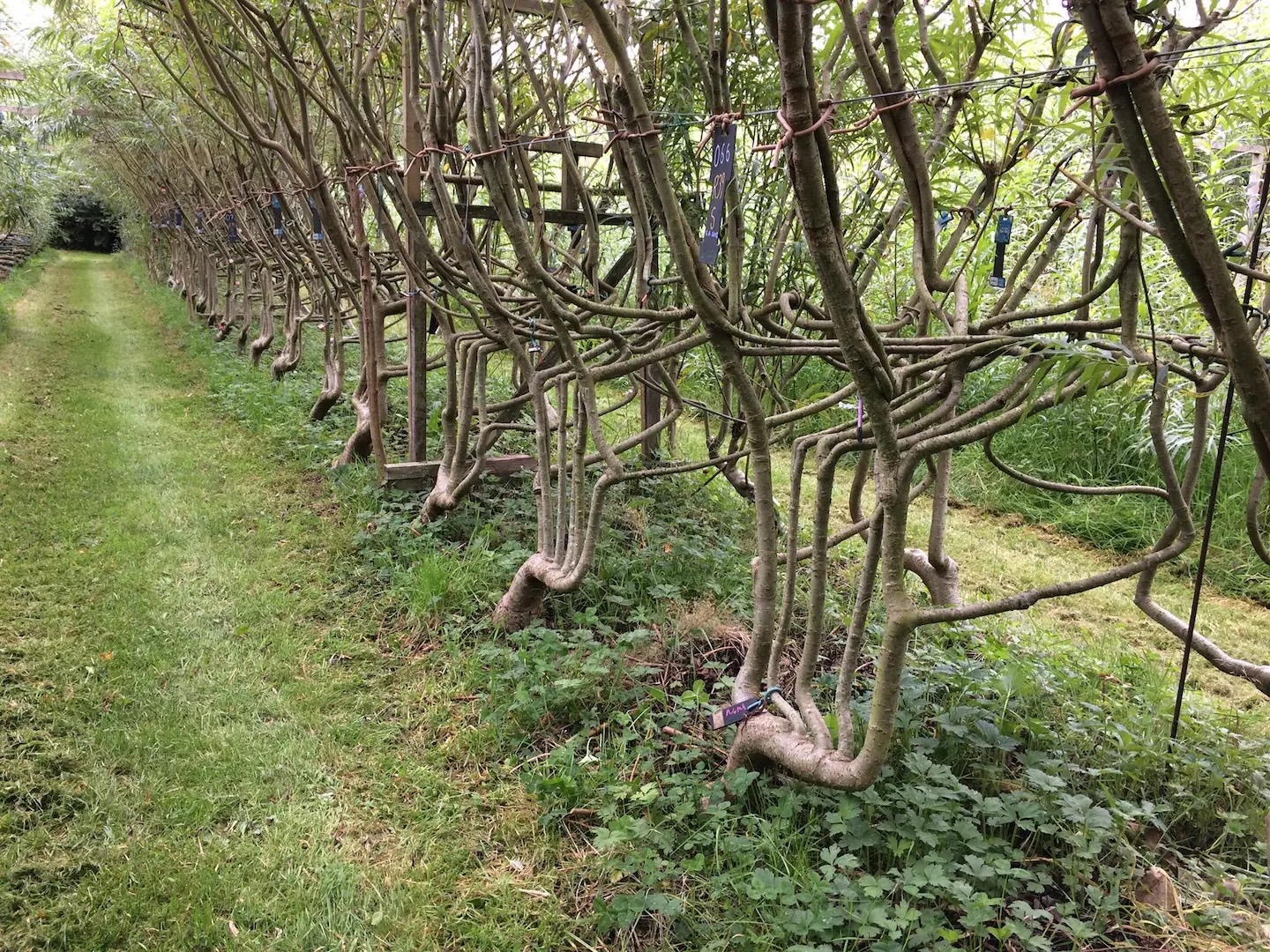 trees .jpg